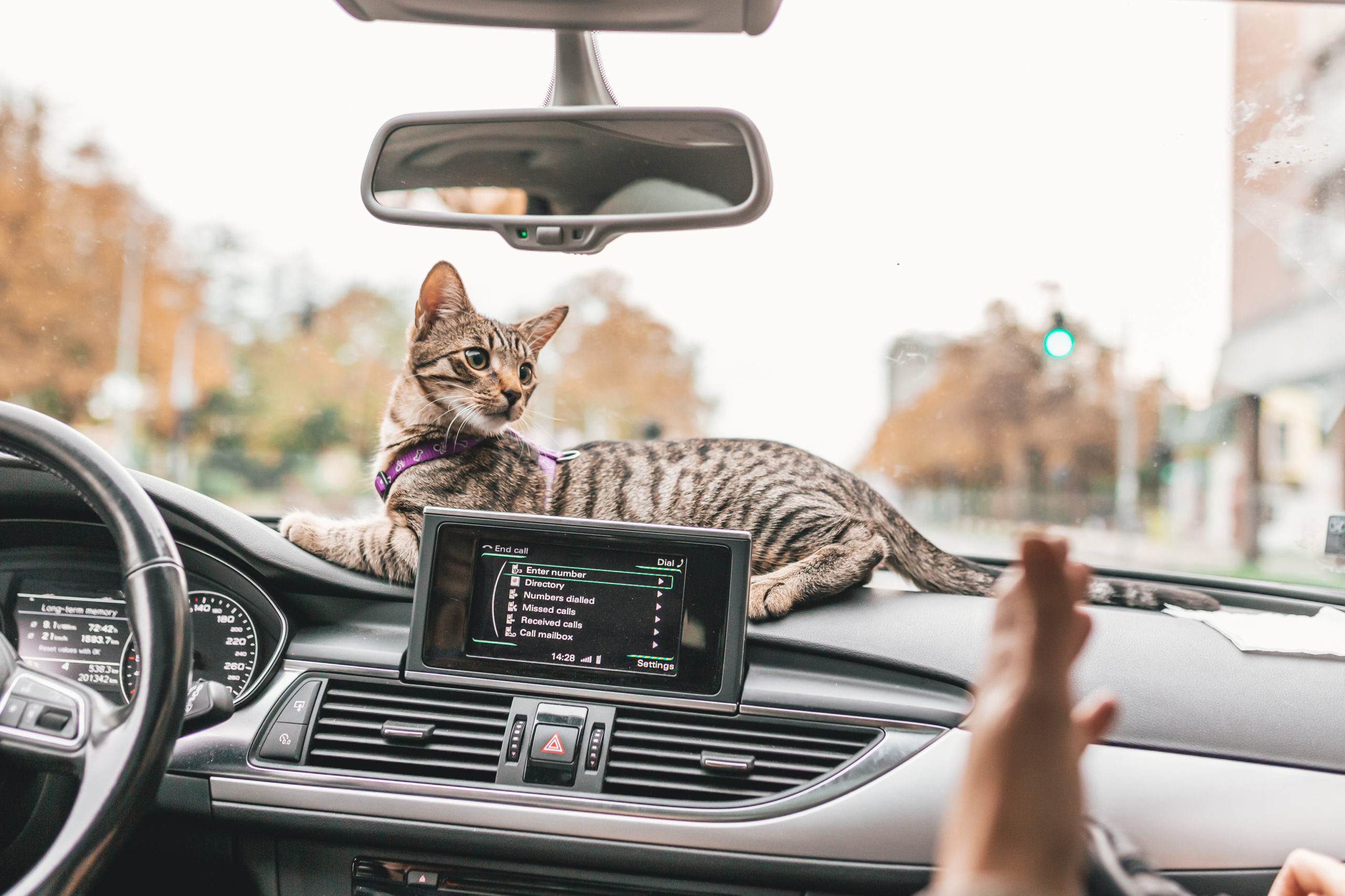 Tips for Moving with Pets Cats