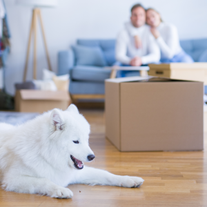 Tips for Moving with Pets Dogs